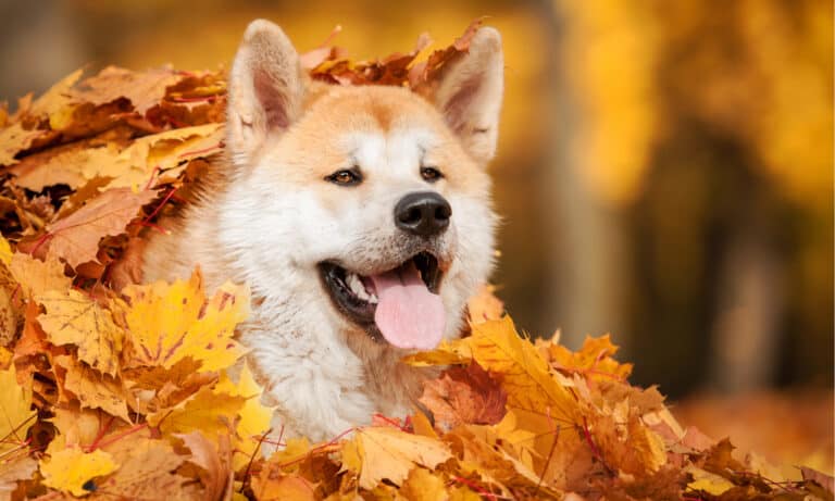 Akita Inu in Leaves