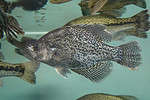 Crappies