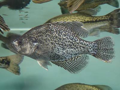 A Crappie Fish