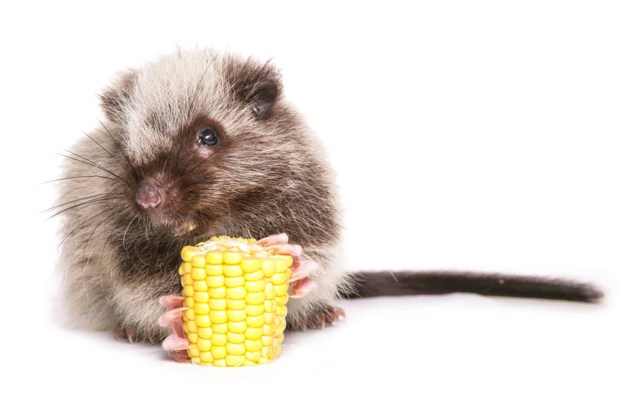 Largest rats - Northern Luzon cloud rat