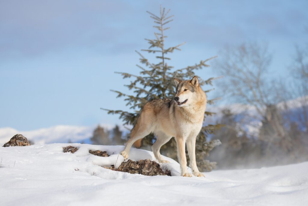 Tundra Wolf