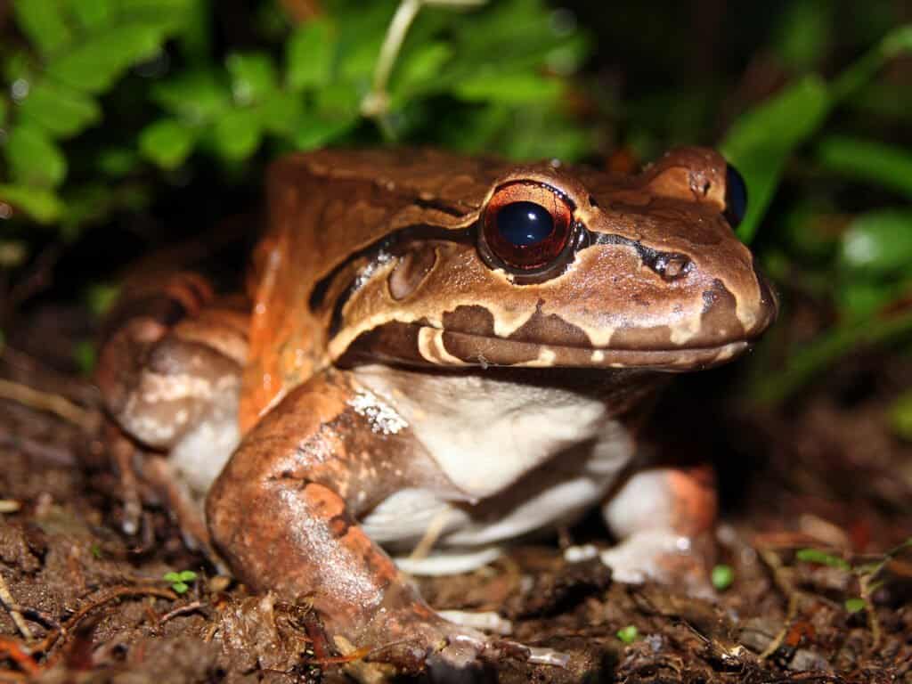 biggest frog in the world