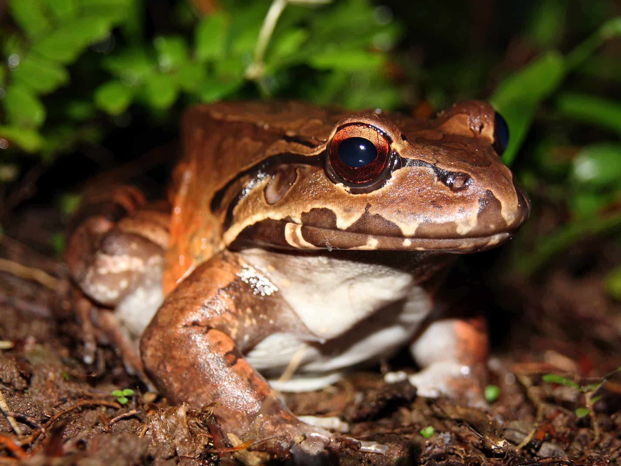 The 10 Largest Frogs In The World In 2024 A Z Animals