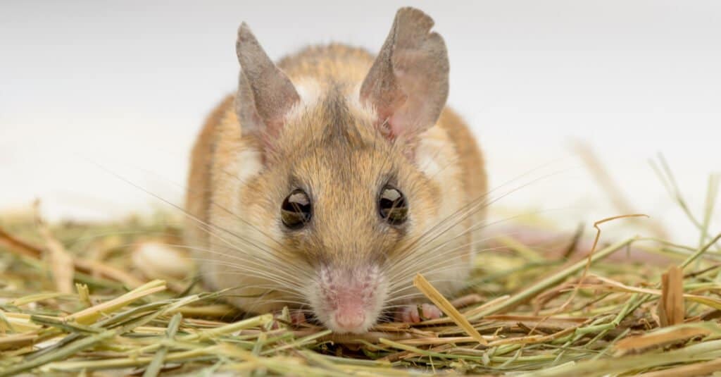 Animals That Stay Up All Night - Spiny Mouse