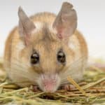 The Cairo spiny mouse can detect objects in the dark by using the hairs near its nose and mouth. 