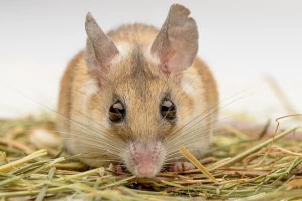 The Cairo spiny mouse can detect objects in the dark by using the hairs near its nose and mouth. 