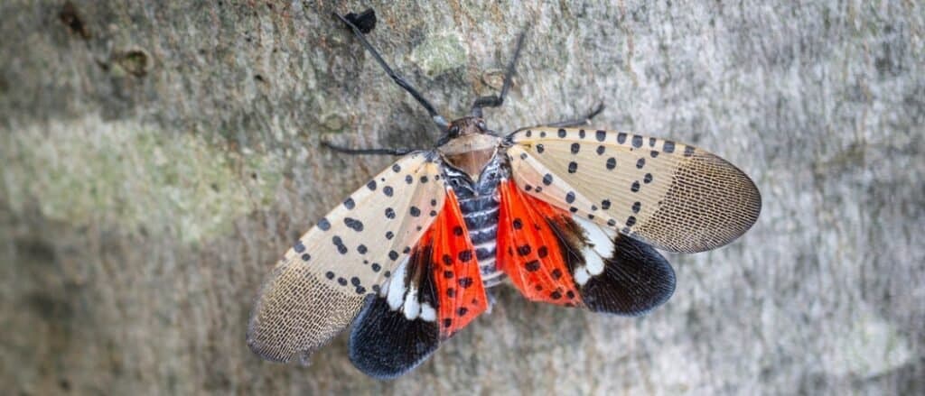 spotted lanternfly close-up