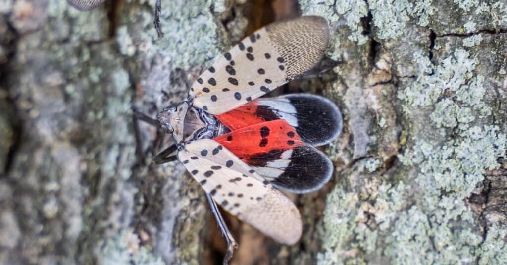 How to Build a Spotted Lanternfly Trap