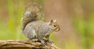 Do Grey Squirrels Hibernate? Picture