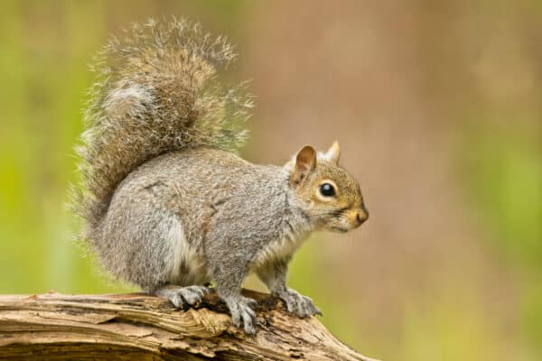 Squirrels rely on their sense of smell to find the caches in which they hoard their food. 