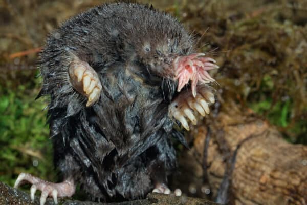 The star-nosed mole touches the ground nearly 10 times per second to navigate its environment. 