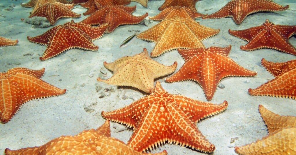 Animals That Don't Have a Brain - Starfish