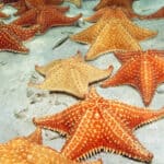 Starfish use the tiny eyes at the end of their arms to distinguish between light and dark. 