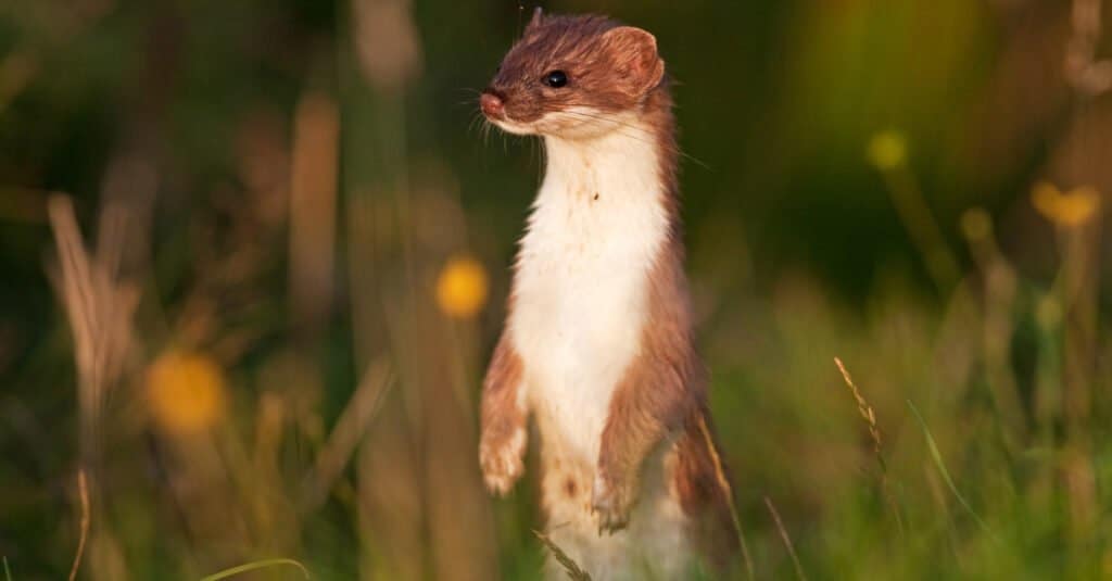 stoat vs weasel