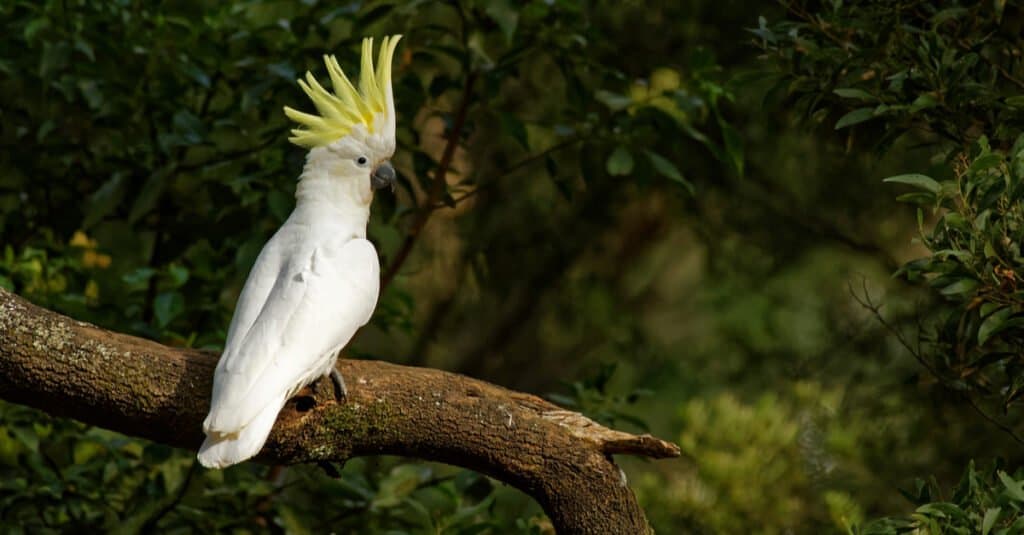 Oldest Birds of All Time - Sulfur-Crested Cockatoo 
