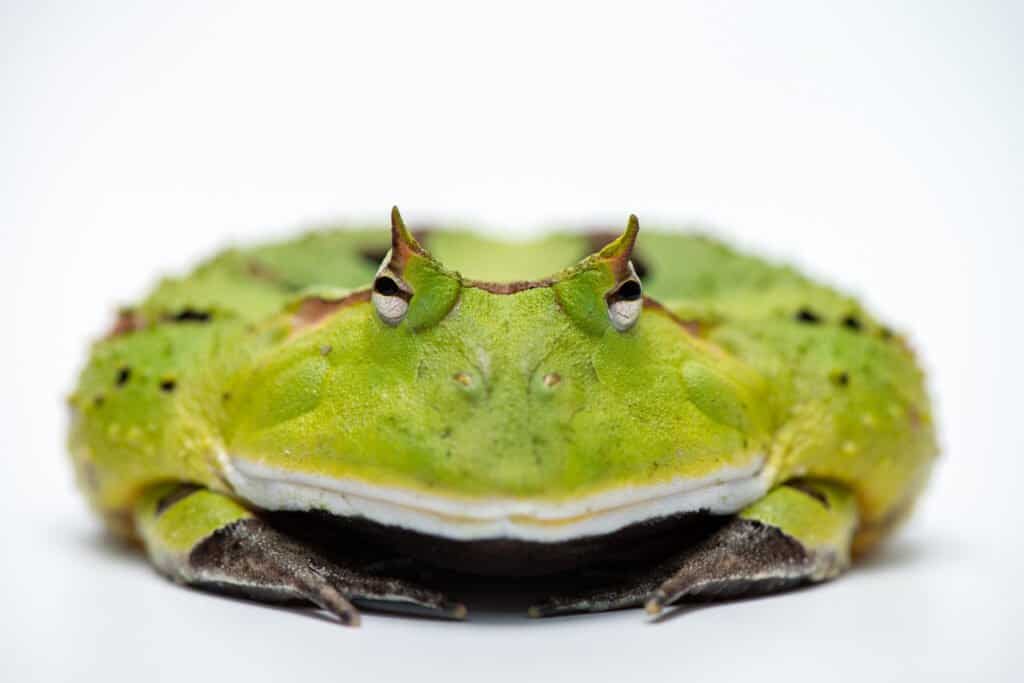 Surinam horned frog 