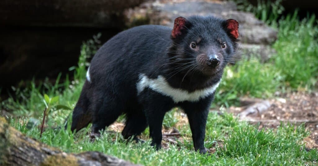 Animals That Stay Up All Night - Tasmanian devil
