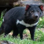 The Tasmanian devil glows in the dark by absorbing ultraviolet light. 