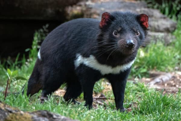 The Tasmanian devil glows in the dark by absorbing ultraviolet light. 