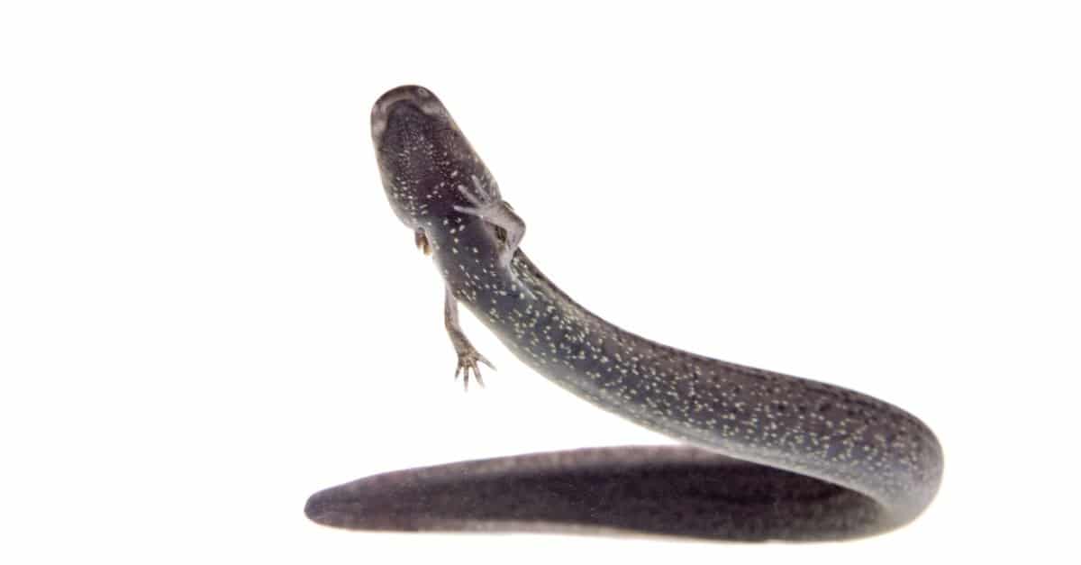 Largest salamanders - greater siren