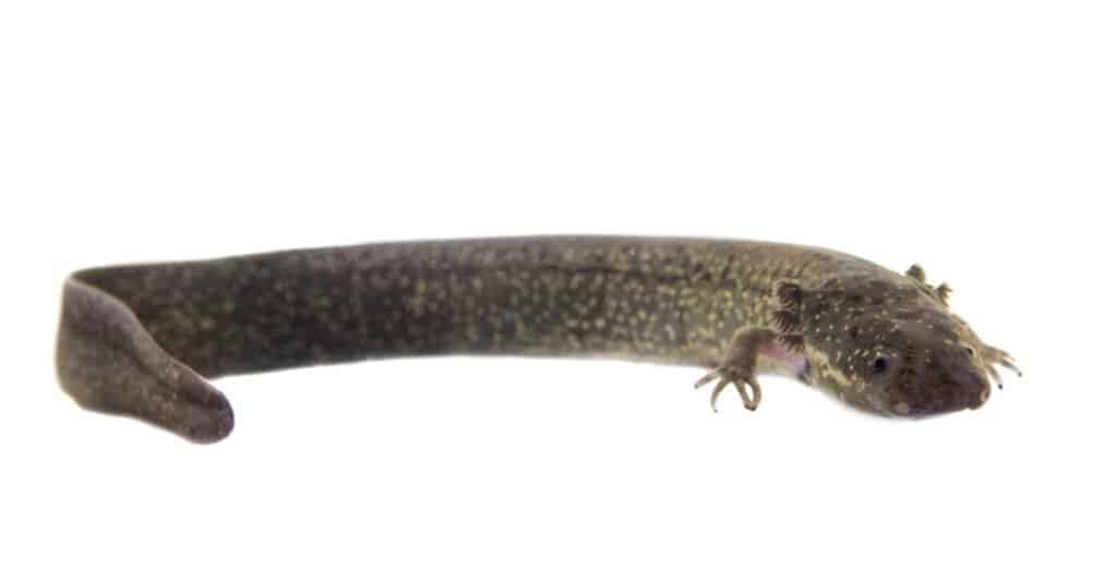 Largest salamanders - lesser siren