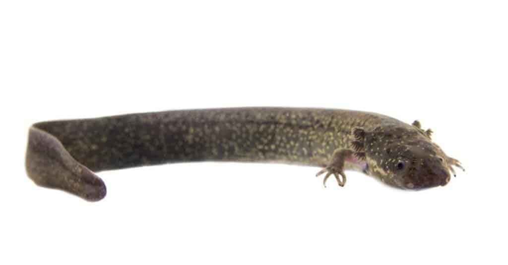 Largest salamanders - lesser siren 