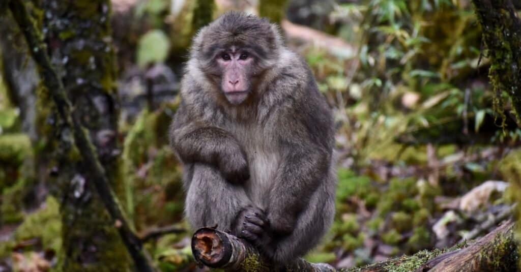 Les plus grands singes - Macaque tibétain