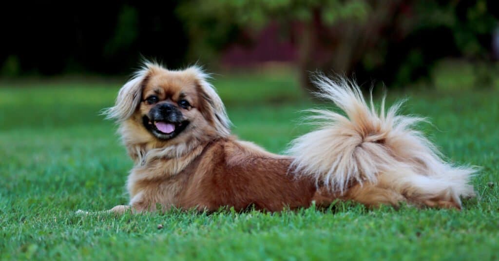 Tibetan spaniel laying in the grass