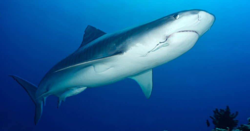 Largest Tiger Shark - tiger sharkunderbelly