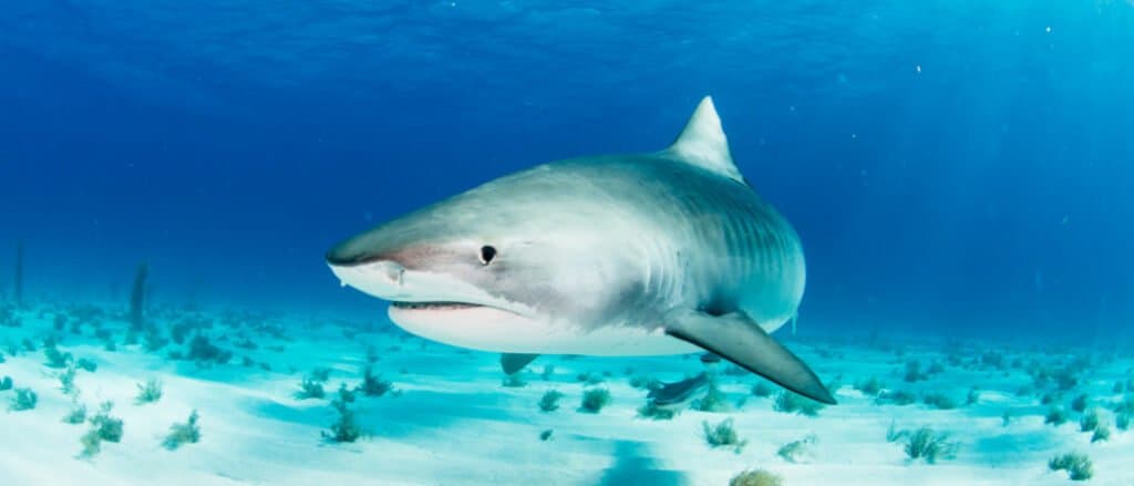 Largest Tiger Shark- Tiger Shark Swimming