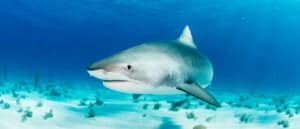 Discover the Largest Tiger Shark Ever Recorded! Picture