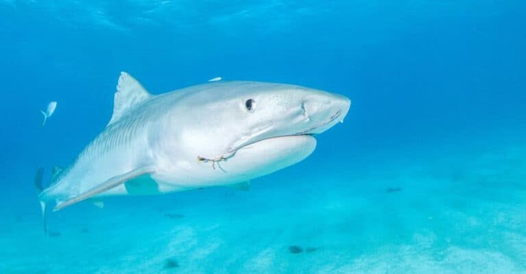 Largest Tiger Shark - tiger shark close up