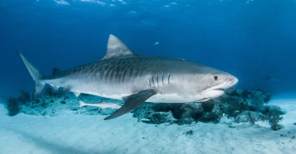 worlds largest tiger shark