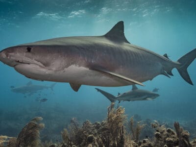 A Tiger Shark