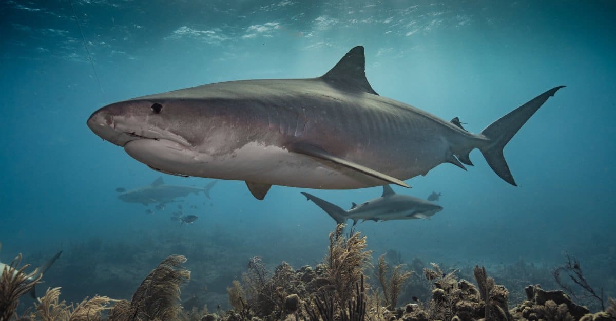 tiger sharks eating turtle