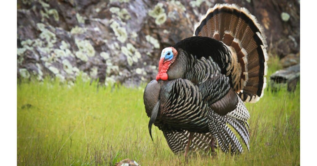 12 Christmas animals from around the world - turkeys