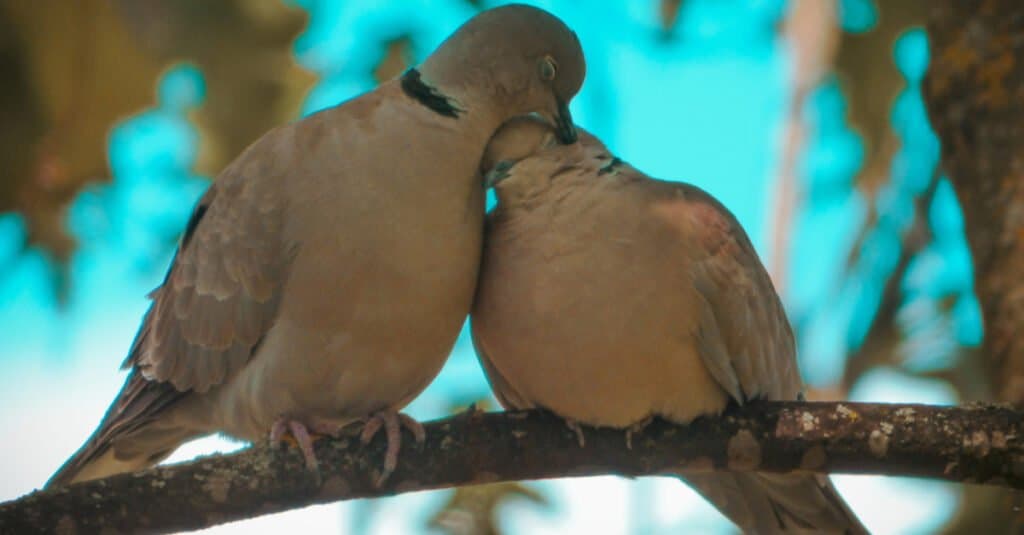 Two turtle doves cuddling together on a branch.