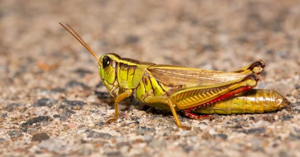 Largest grasshoppers - two striped grasshopper