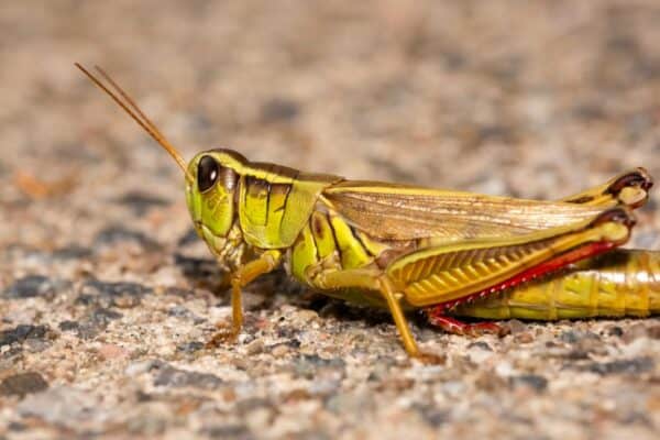 Two-striped grasshoppers live in Canada
