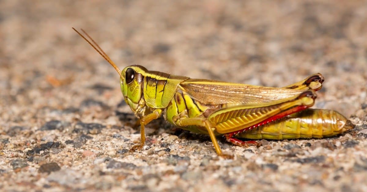 The 10 Largest Grasshoppers In The World - A-Z Animals