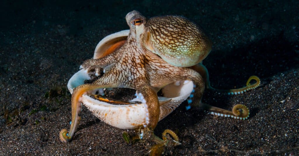 Veined octopus coming out of its shell