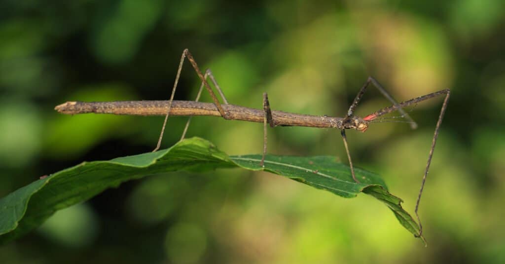 plants that look like animals