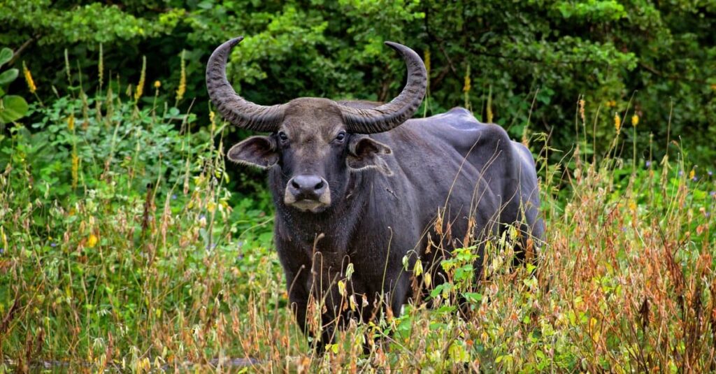 Wild water buffalo - grazing in the grass