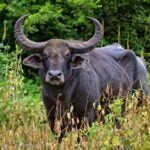 Water buffalo