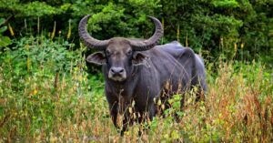 10 Animals with the Biggest Horns in the World Picture