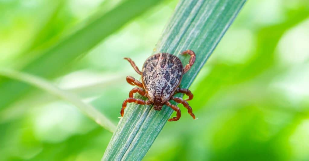 Ticks use static electricity to fly through the air.