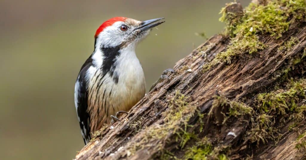 10 Animals That Hoard - woodpecker