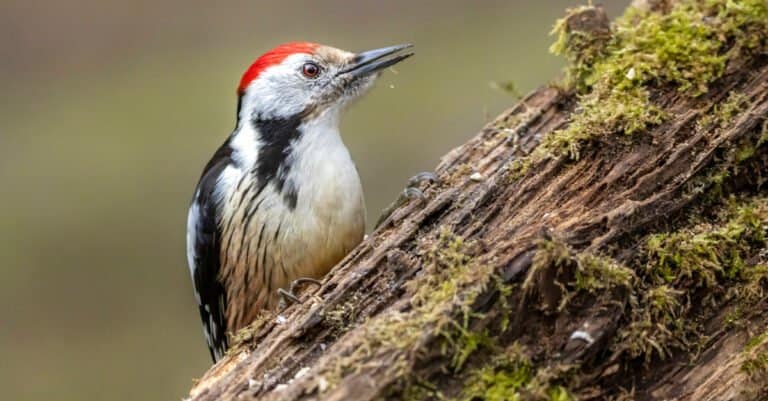10 Animals That Hoard - woodpecker