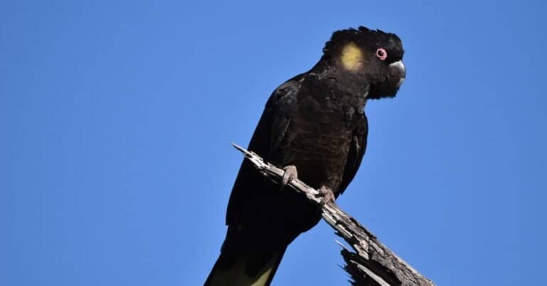 Largest Parrots - Yellow-Tailed Black Cockatoo