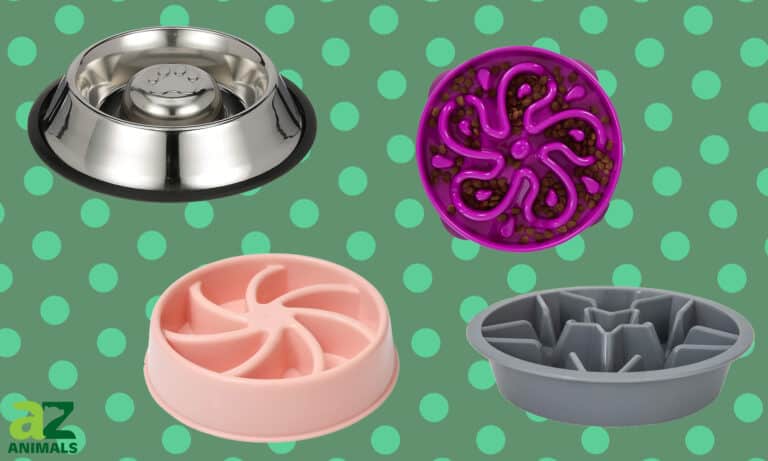 Slow Feeder Dog Bowls